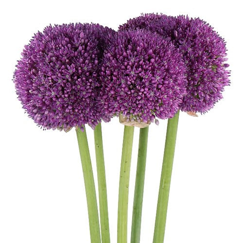 Allium Stem Purple 90 cm